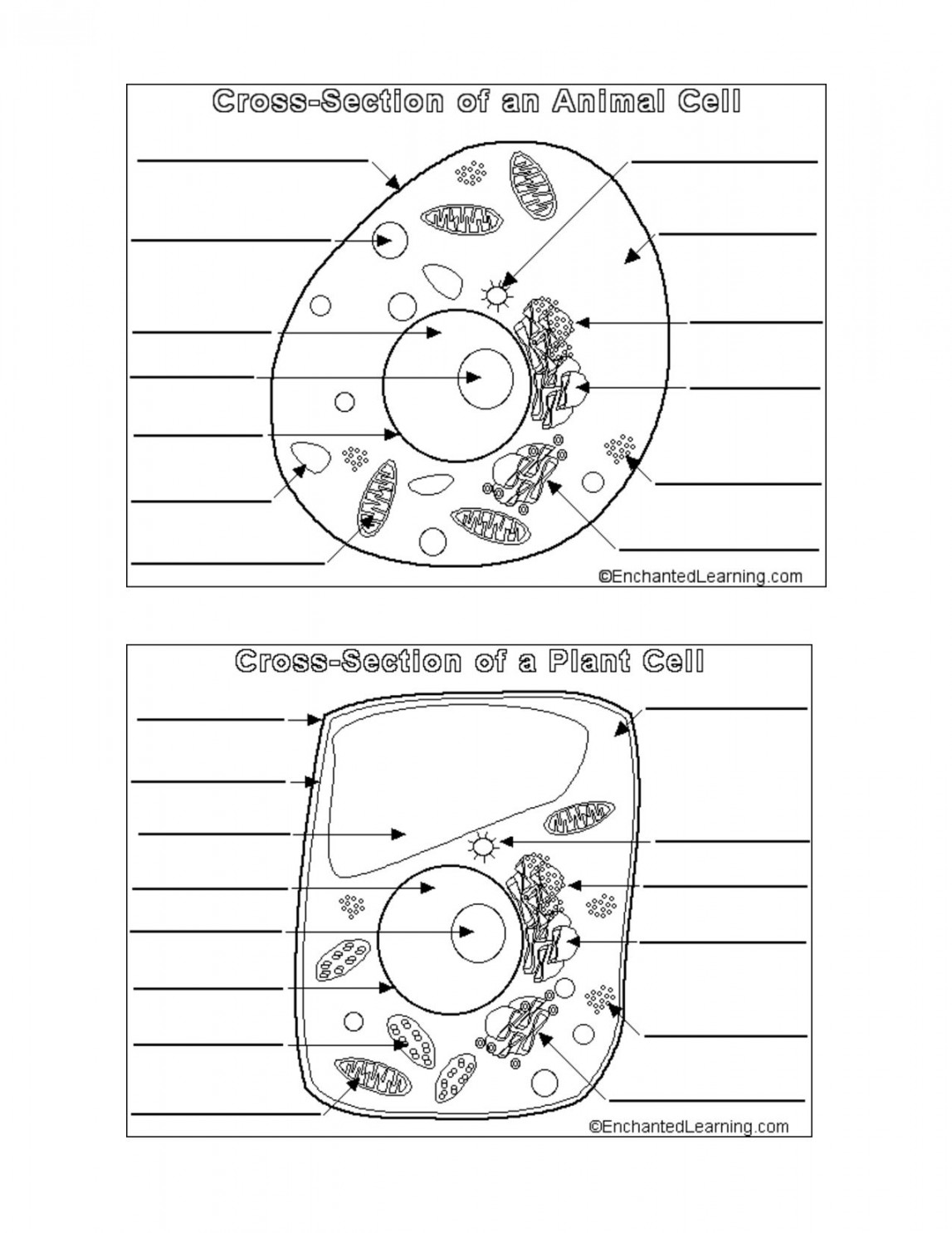 Animal And Plant Cell Worksheets Printable  Cells worksheet