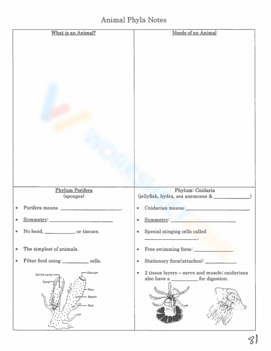 Animal Phyla and Symmetry Answers worksheets