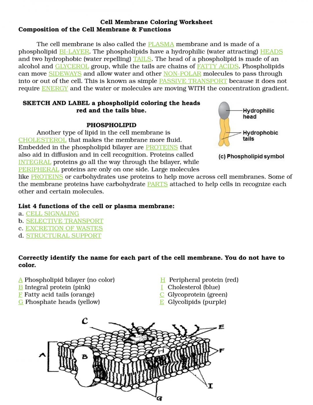 Cell Membrane Coloring Worksheet - Cell Membrane Coloring