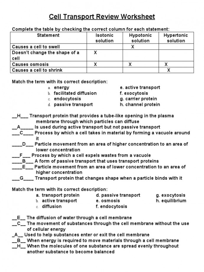 Cell Transport Review Worksheet  PDF  Osmosis  Cell Membrane