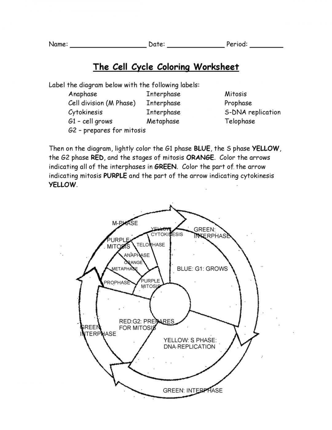 - cells - Name: Date: Period: The Cell Cycle Coloring Worksheet