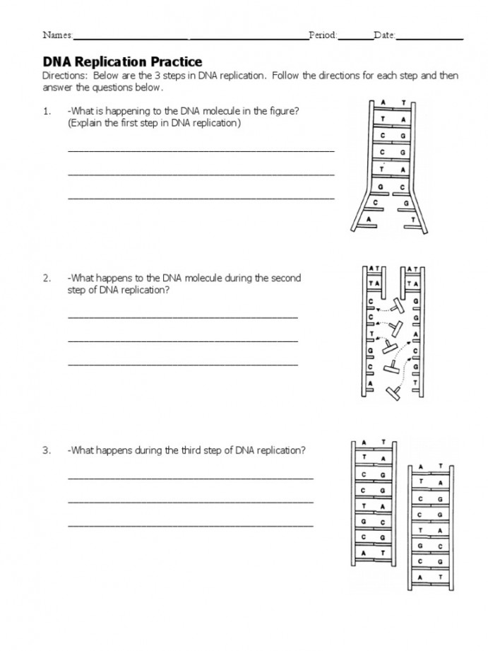 DNA Replication Worksheet  PDF  Dna Replication  Dna