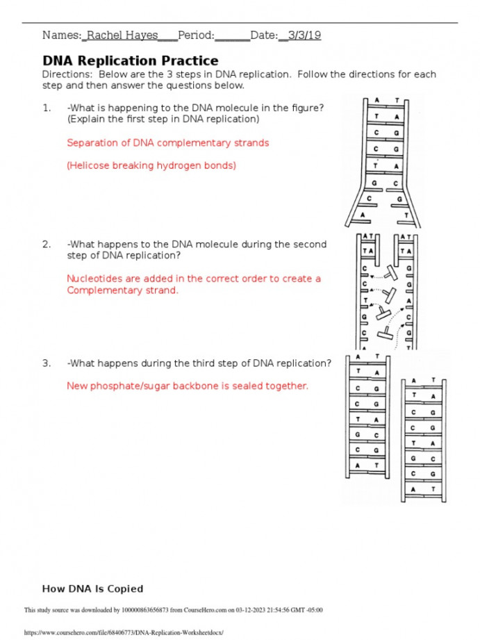 DNA Replication Worksheet PDF  PDF  Dna  Dna Replication