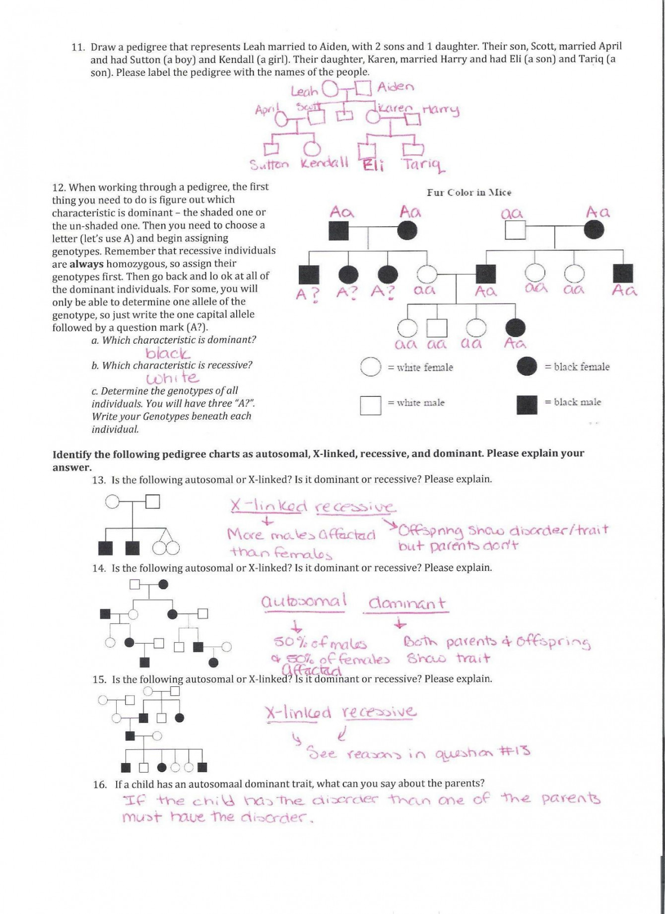 Genetics Pedigree Worksheet Answer Key  Biology worksheet