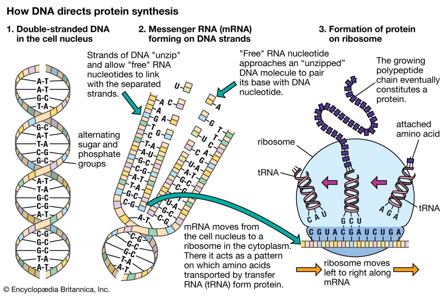 Heredity - Transcription, Translation, Genetics  Britannica