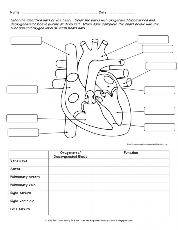 Image result for heart labeling worksheet  Human body worksheets