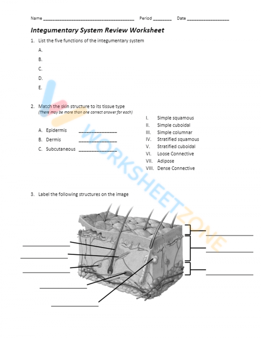 Integumentary System Review worksheets