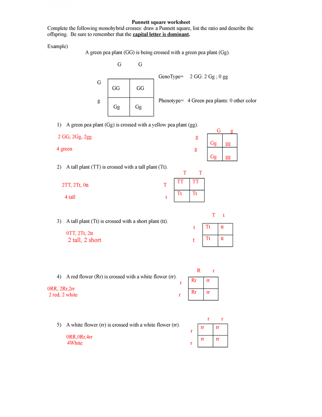 Jimmy PPunnett square worksheet - Punnett square worksheet