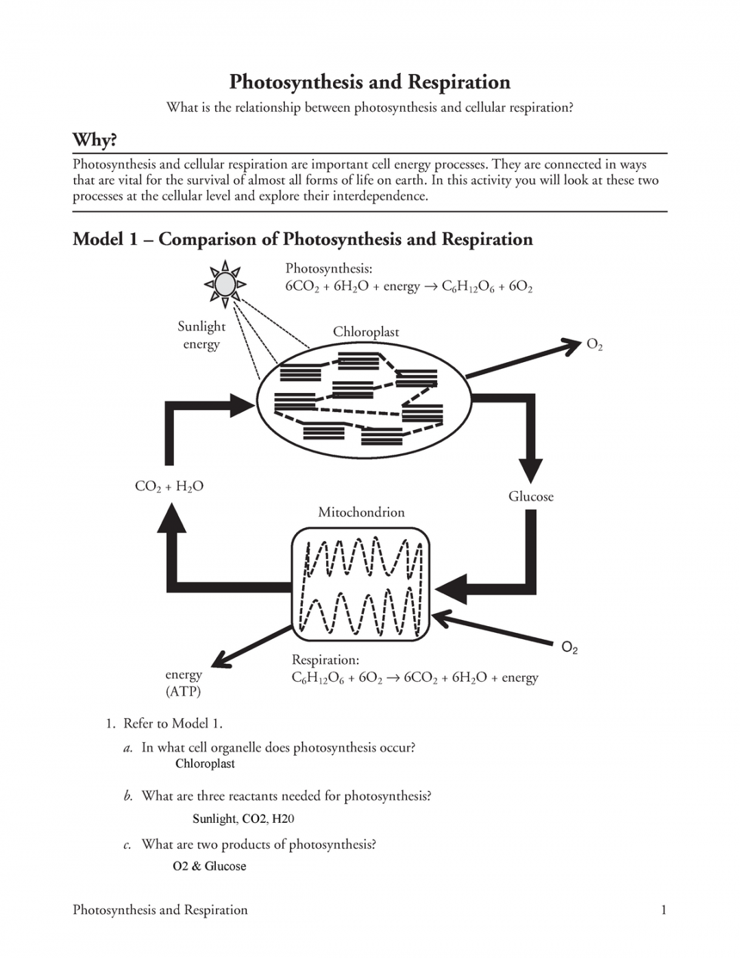 Kami Export - Mark Kipelio -  Photosynthesis and Respiration-S