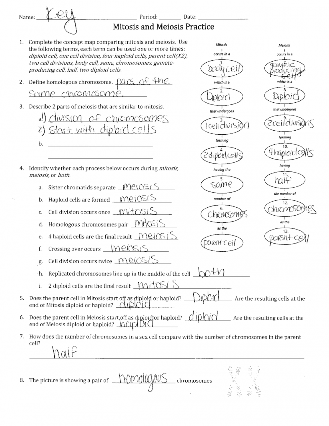 Mitosis vs Meiosis Worksheet Answer Key  Exercises Cell Biology