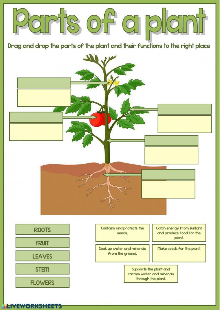 Parts of a plant worksheet  Live Worksheets