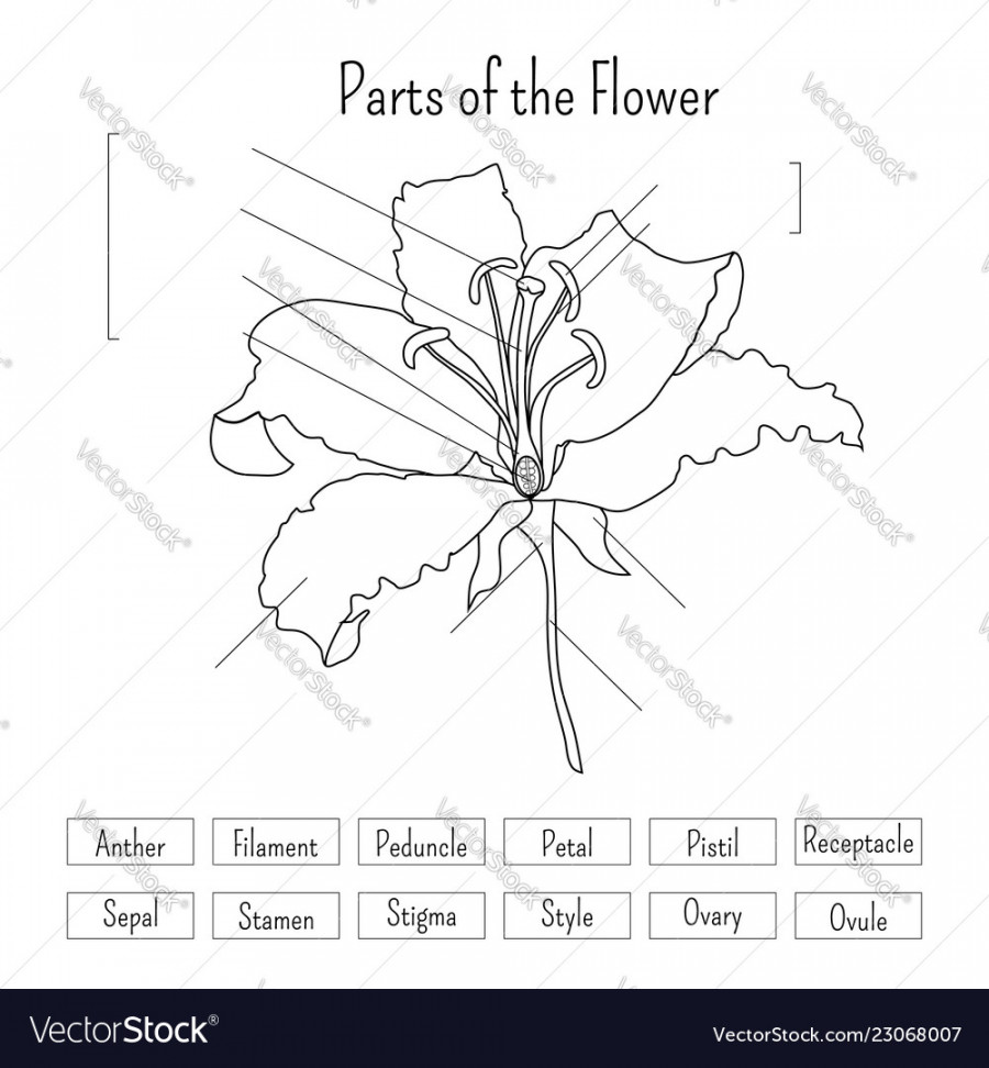 Parts of the flower worksheet in black and white Vector Image