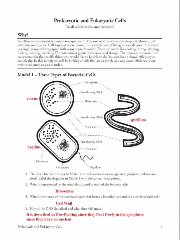 Prokaryotic and Eukaryotic Cells  PDF