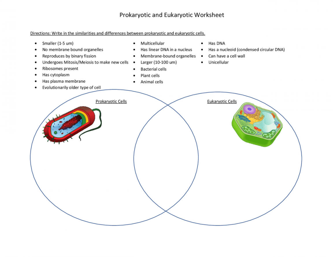 Prokaryotic and Eukaryotic Worksheet  Lecture notes Genetics