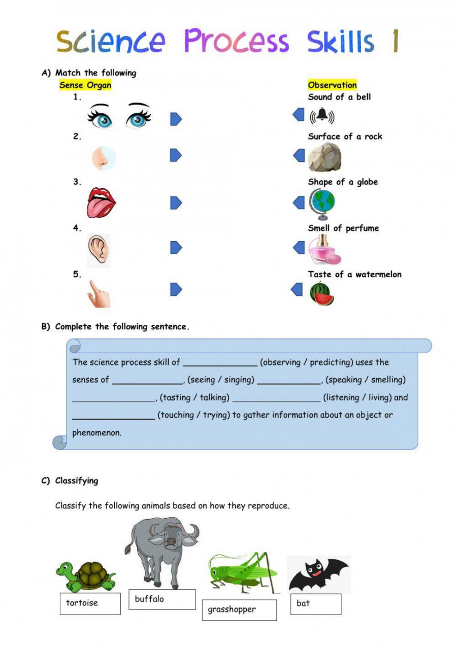 Science Process Skills  (Year ) worksheet  Live Worksheets