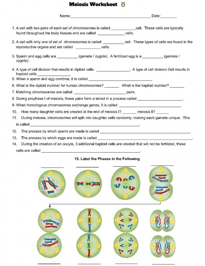 Solved Meiosis Worksheet  Name: Date: . A cell with two  Chegg