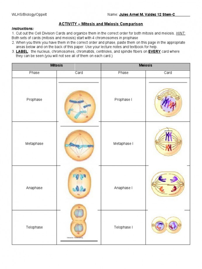 ACTIVITY - Mitosis and Meiosis Comparison  PDF  Meiosis  Mitosis