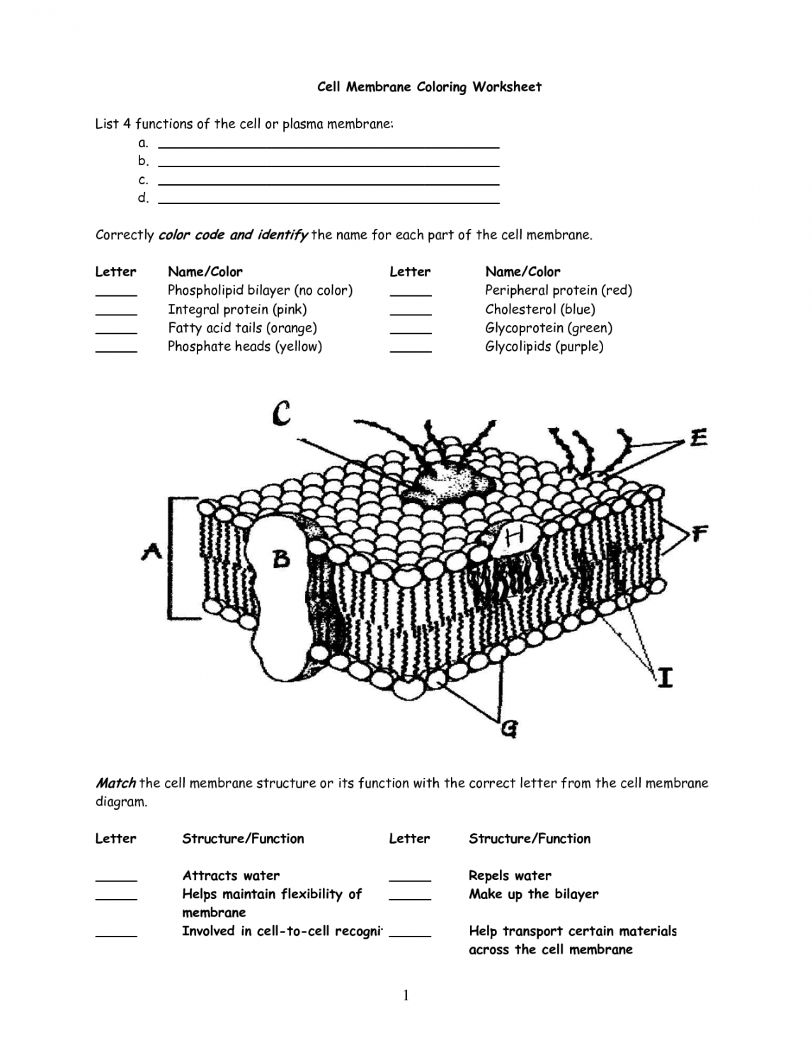 cell membrane worksheet  Cell membrane coloring worksheet, Cell