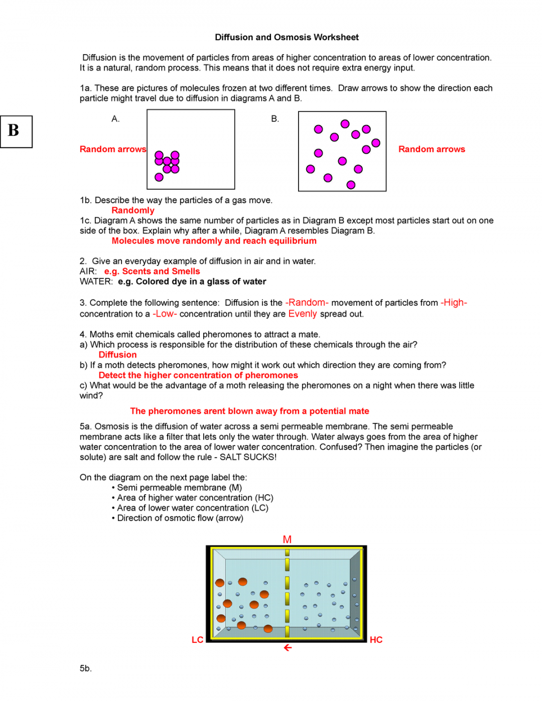 Diffusion and Osmosis Worksheet KEY  - Diffusion and Osmosis