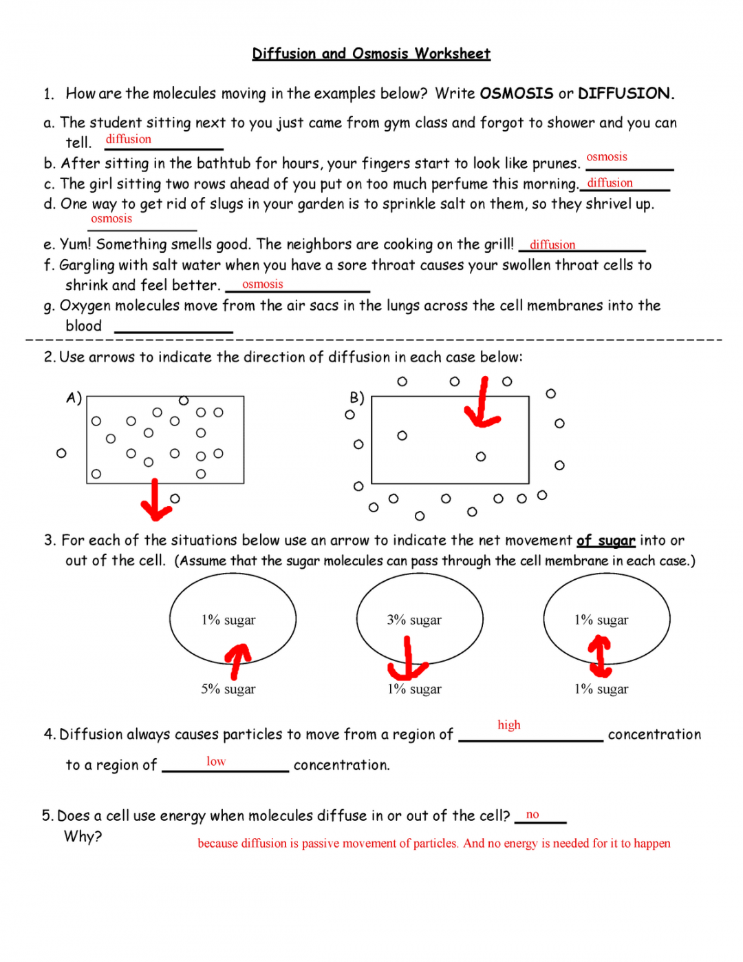 Diffusion and Osmosis Worksheet sovspg - Diffusion and Osmosis