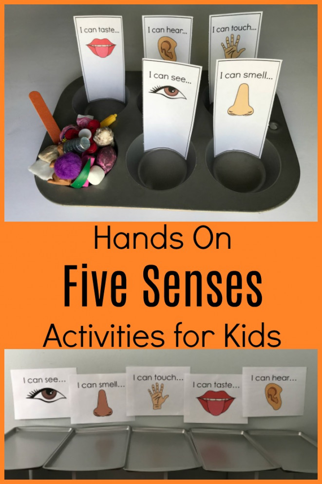 Exploring all  Senses in Preschool: Sorting Activities and Books