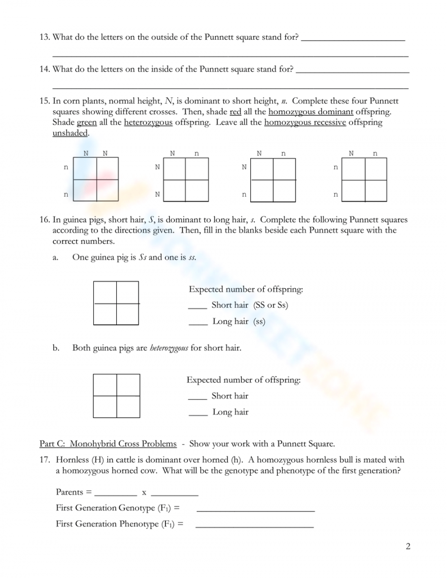 Free Monohybrid Cross Worksheet Answers for Students