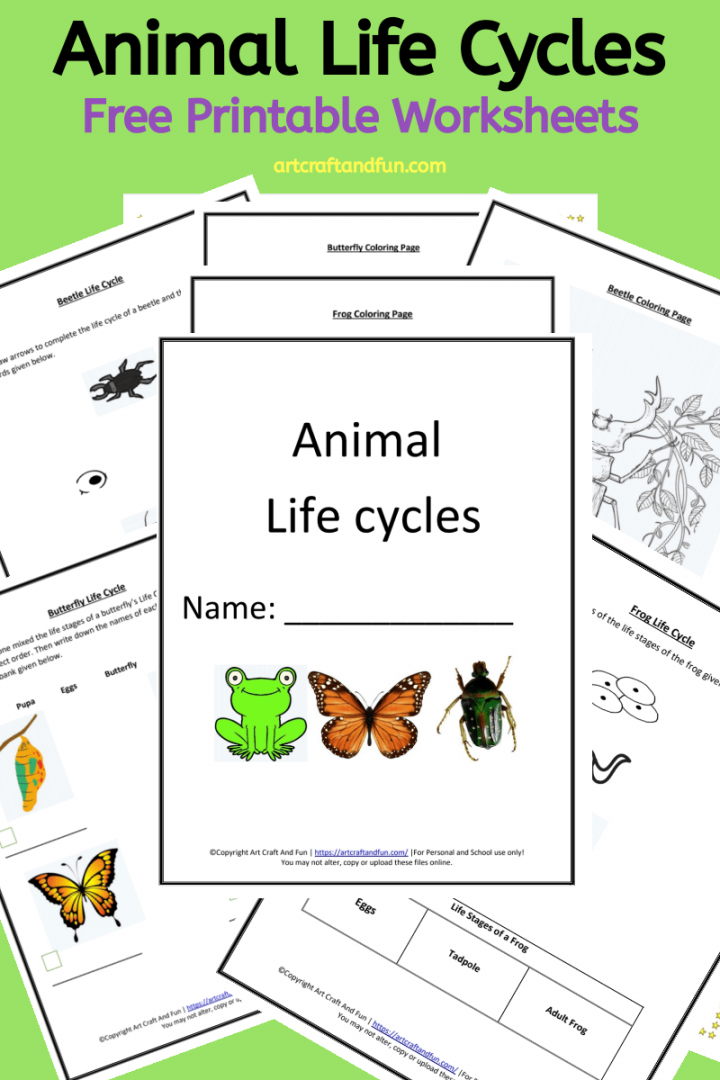 Free Printable Animal Life Cycle Worksheets -