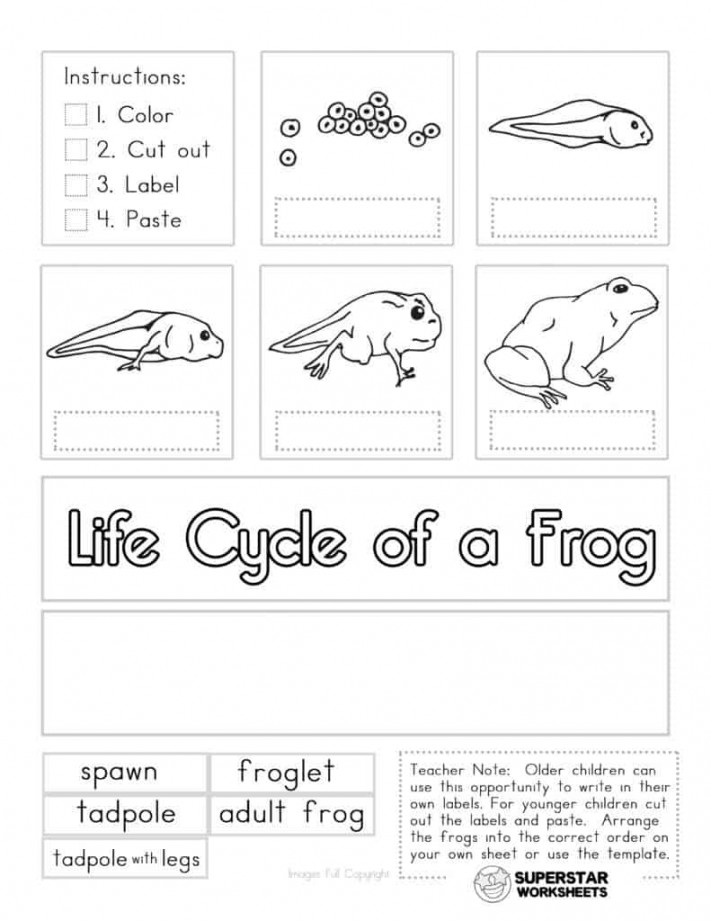 Life Cycle of a Frog Worksheets - Superstar Worksheets