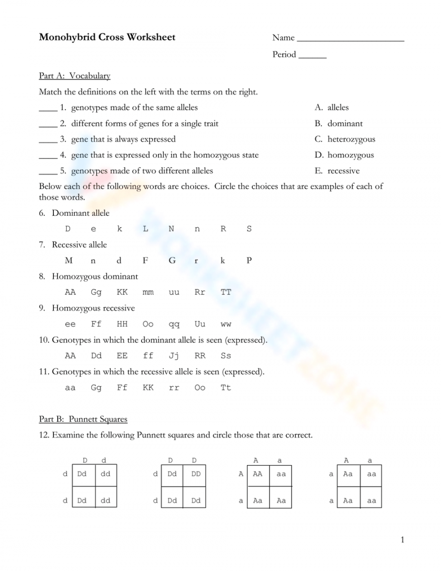 Monohybrid Cross worksheets