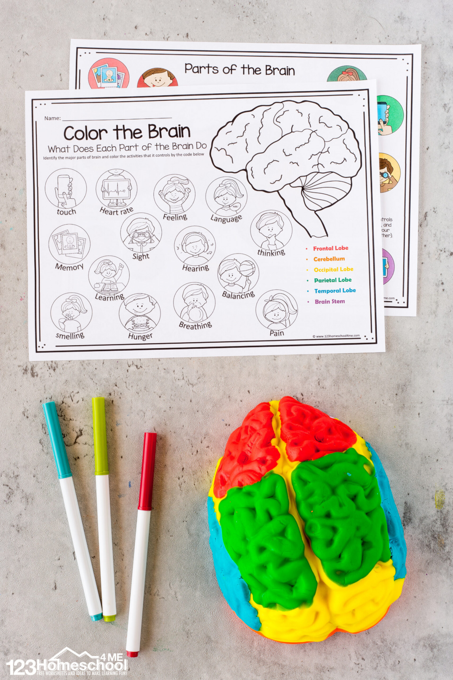 Parts of the Brain Activity for Kids, Brain Diagram, and