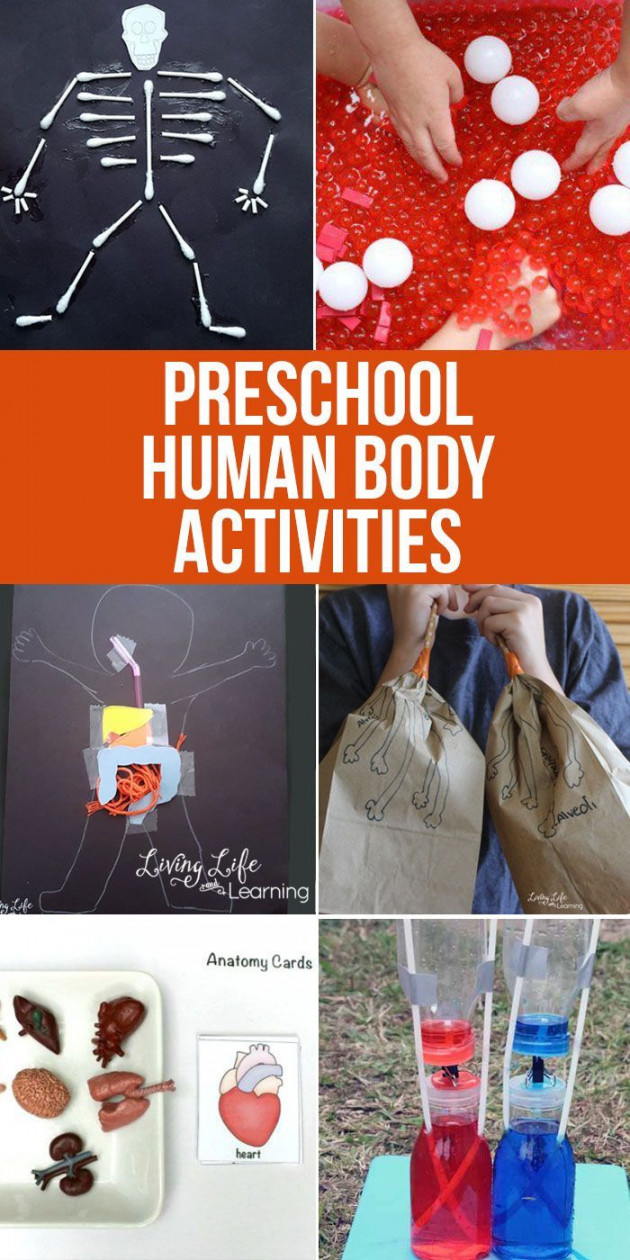 Preschool Human Body Activities  Human body activities, Preschool