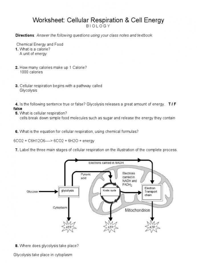 Worksheet: Cellular Respiration & Cell Energy  PDF  Cellular