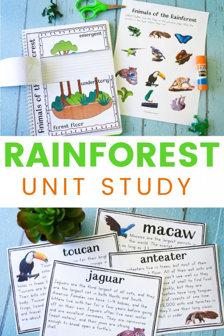 Rainforest Lesson Plans and Rainforest Activities for Kids