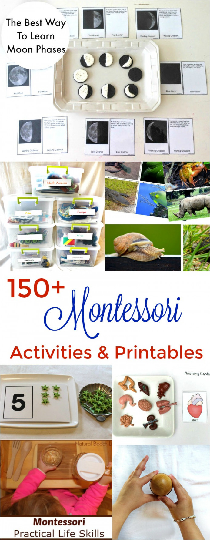 + Amazing Montessori Activities and Free Printables - Natural