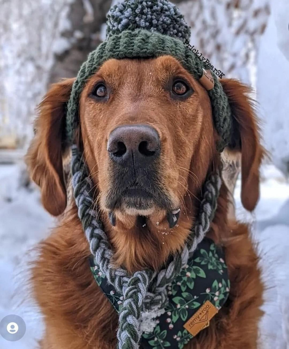 Cute Crochet Dog Hat Patterns to Make For Your Pup - Easy