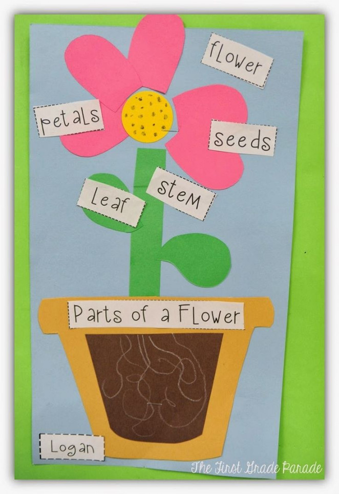 Plants Aplenty!  Kindergarten science, Plants kindergarten