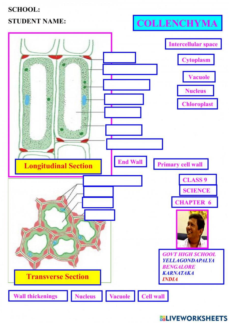 Science online exercise for Grade   Live Worksheets