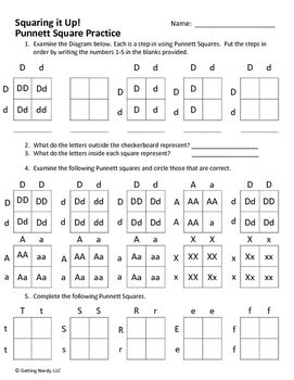 50+ Best Punnett Square Worksheet Answers 11