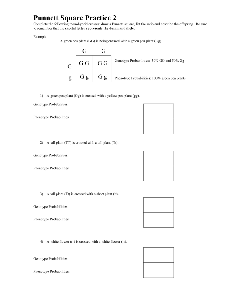 50+ Best Punnett Square Worksheet Answers 13