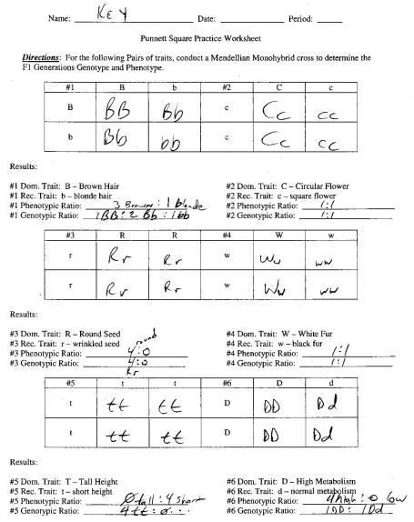 50+ Best Punnett Square Worksheet Answers 17