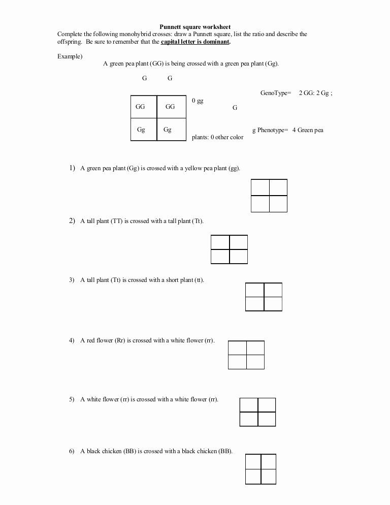 50+ Best Punnett Square Worksheet Answers 19