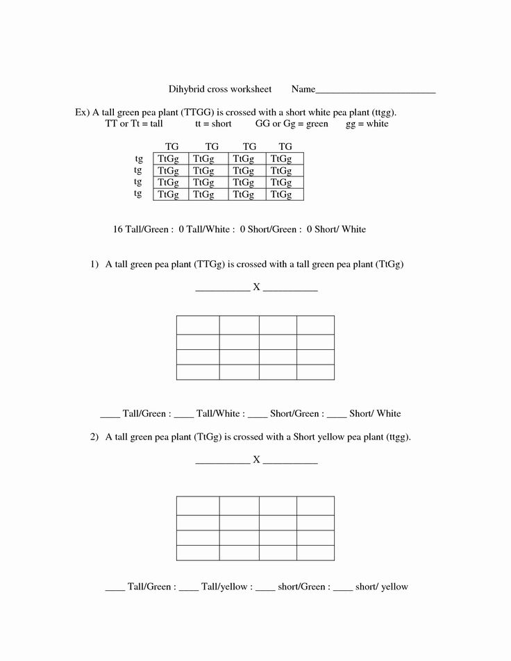 50+ Best Punnett Square Worksheet Answers 31