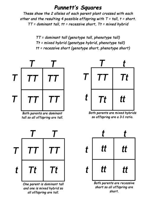 50+ Best Punnett Square Worksheet Answers 35