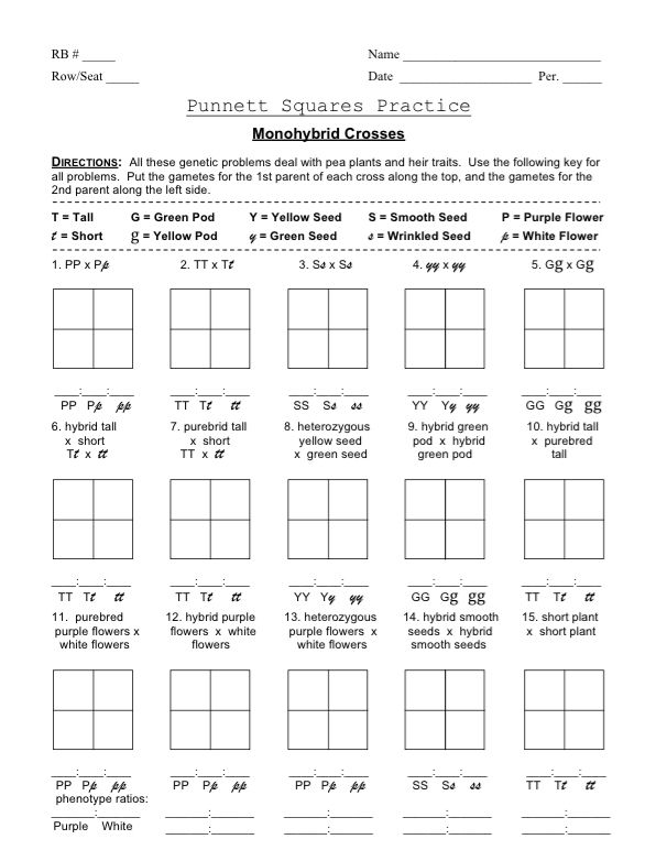 50+ Best Punnett Square Worksheet Answers 48