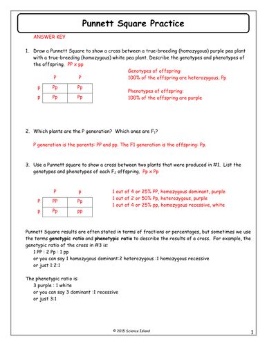 50+ Best Punnett Square Worksheet Answers 53