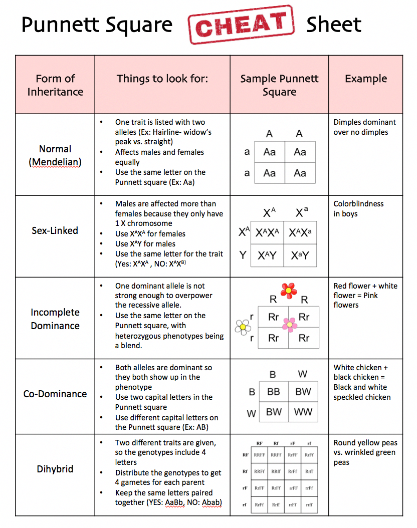 50+ Best Punnett Square Worksheet Answers 58