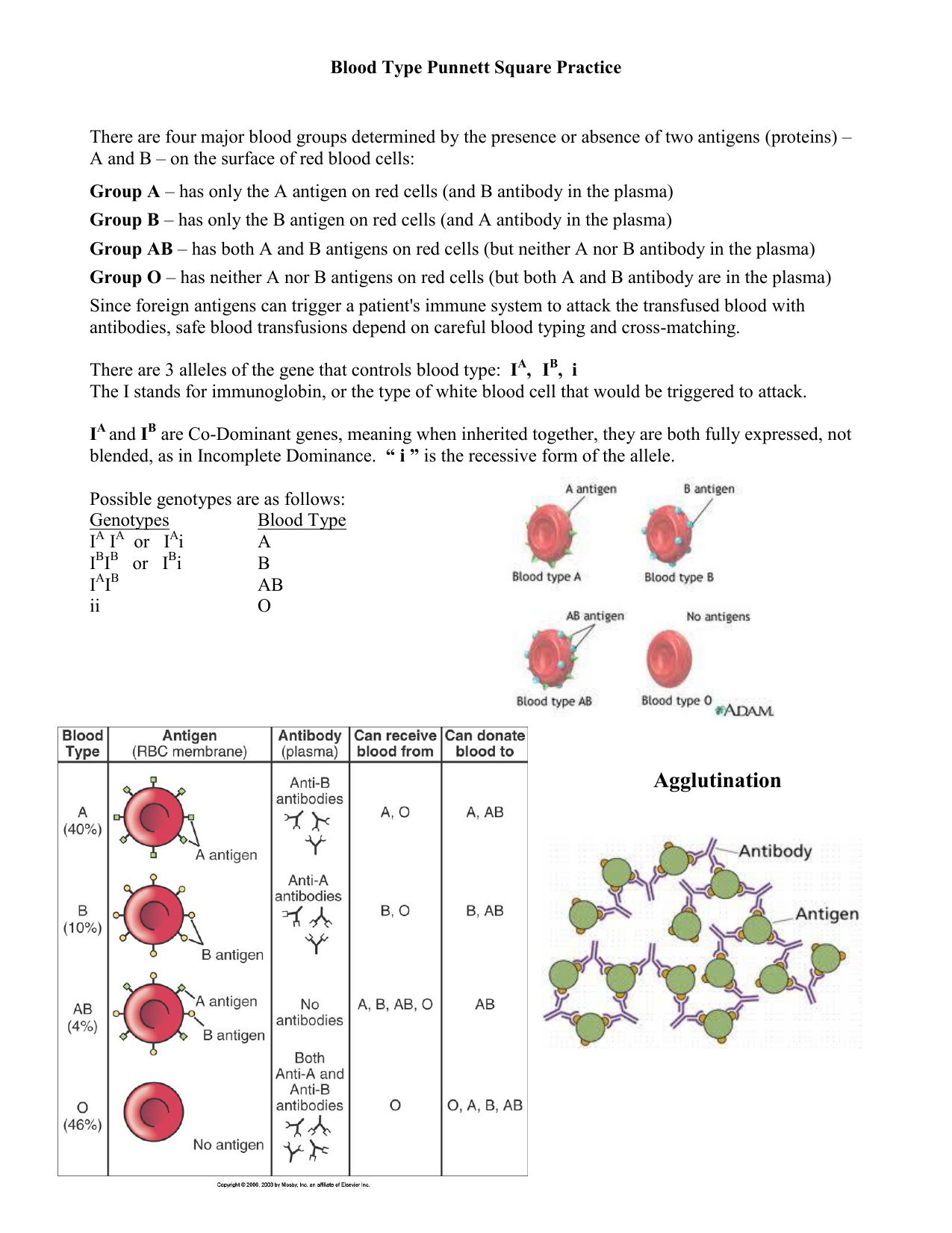 50+ Best Punnett Square Worksheet Answers 6