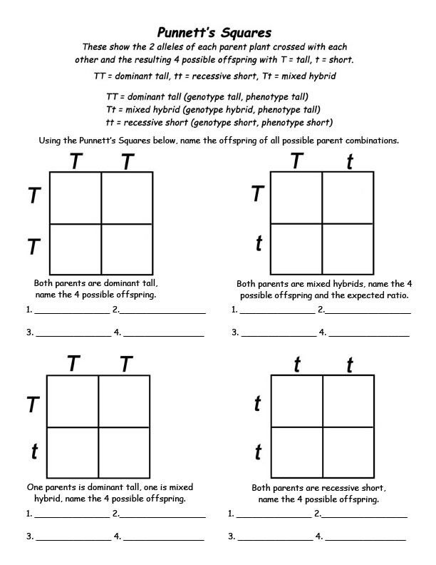 50+ Best Punnett Square Worksheet Answers 67