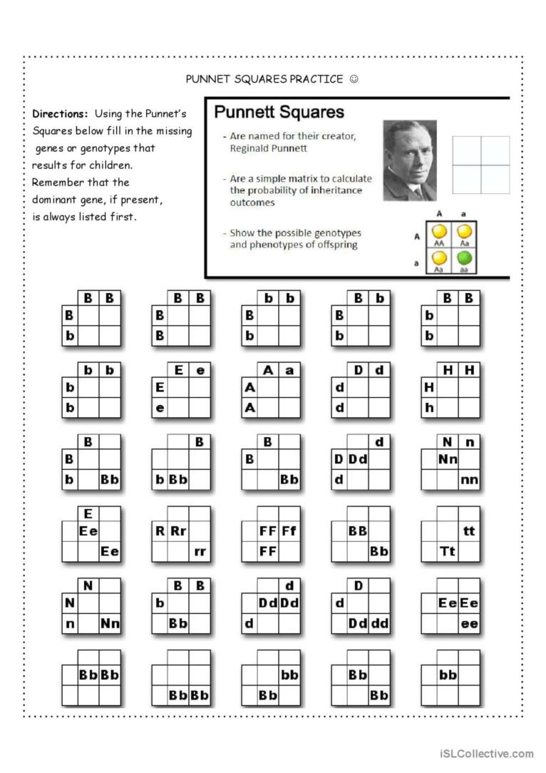 50+ Best Punnett Square Worksheet Answers 68