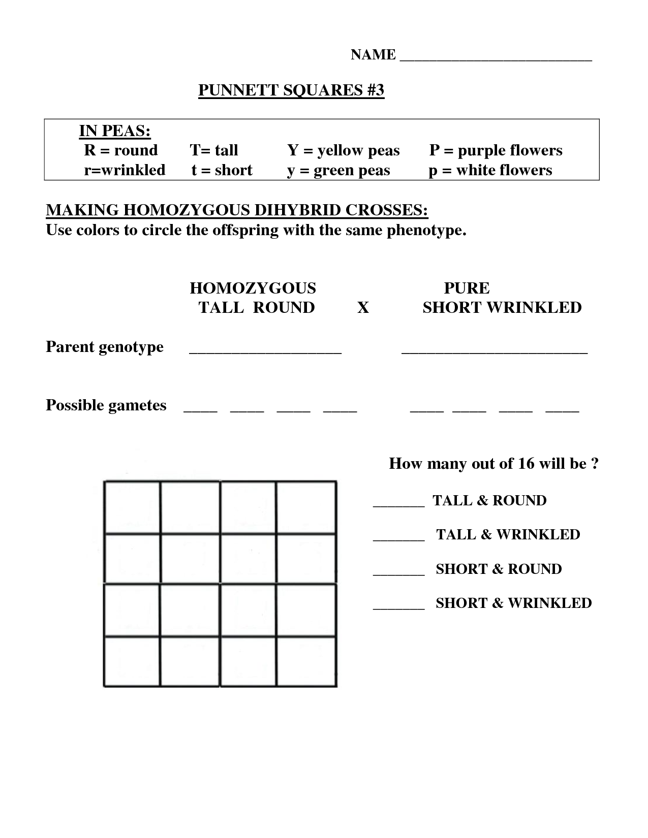 50+ Best Punnett Square Worksheet Answers 72